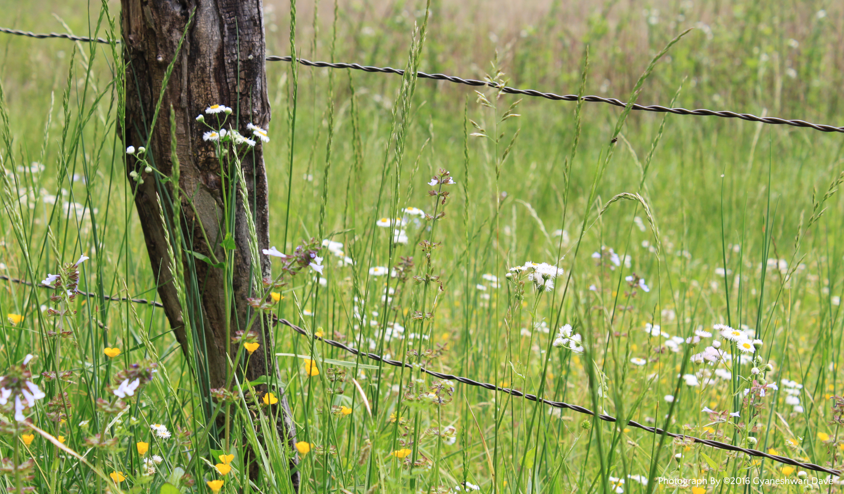 Rustic fence by wildflowers