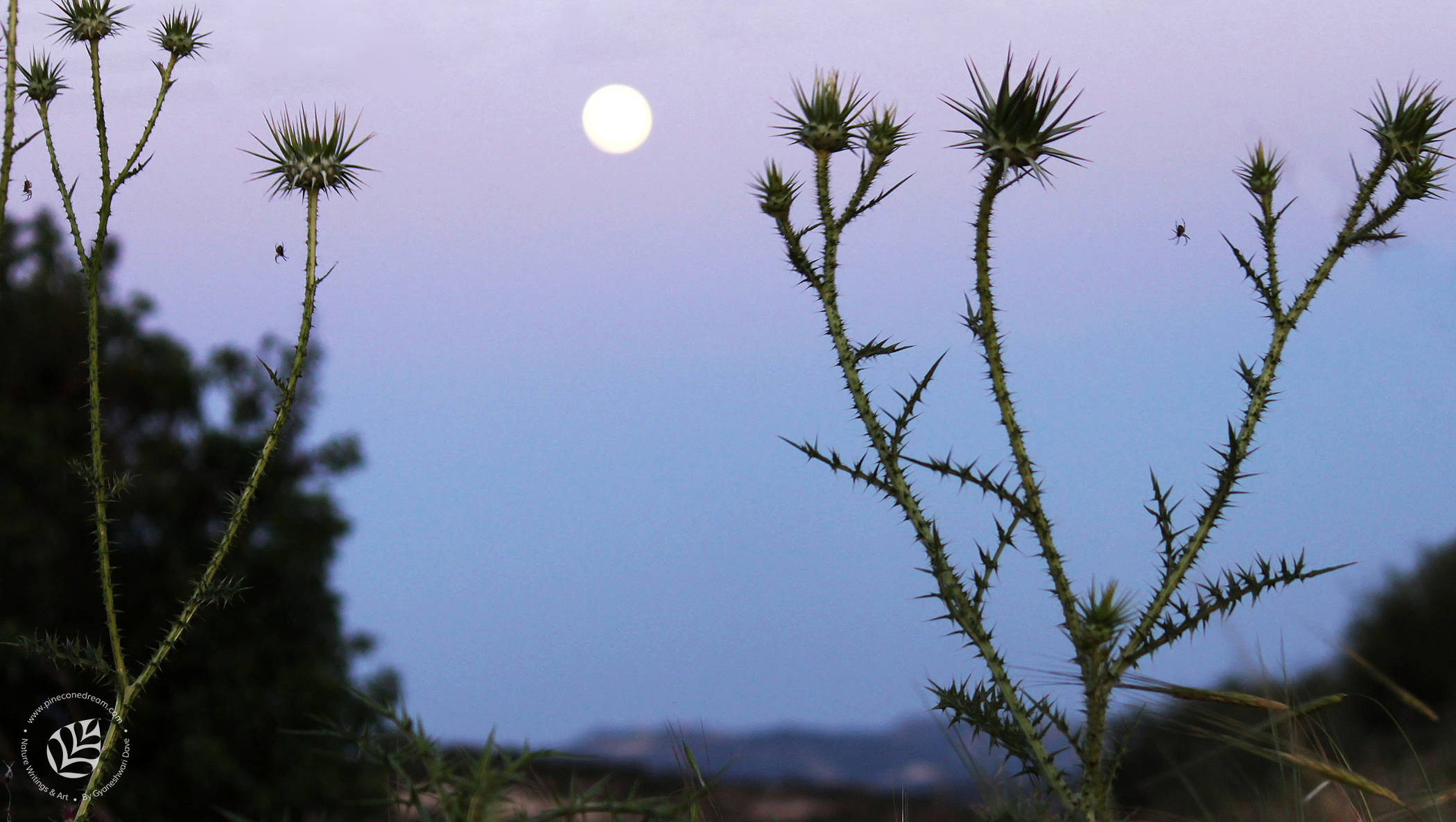Noiseless patient spider poem