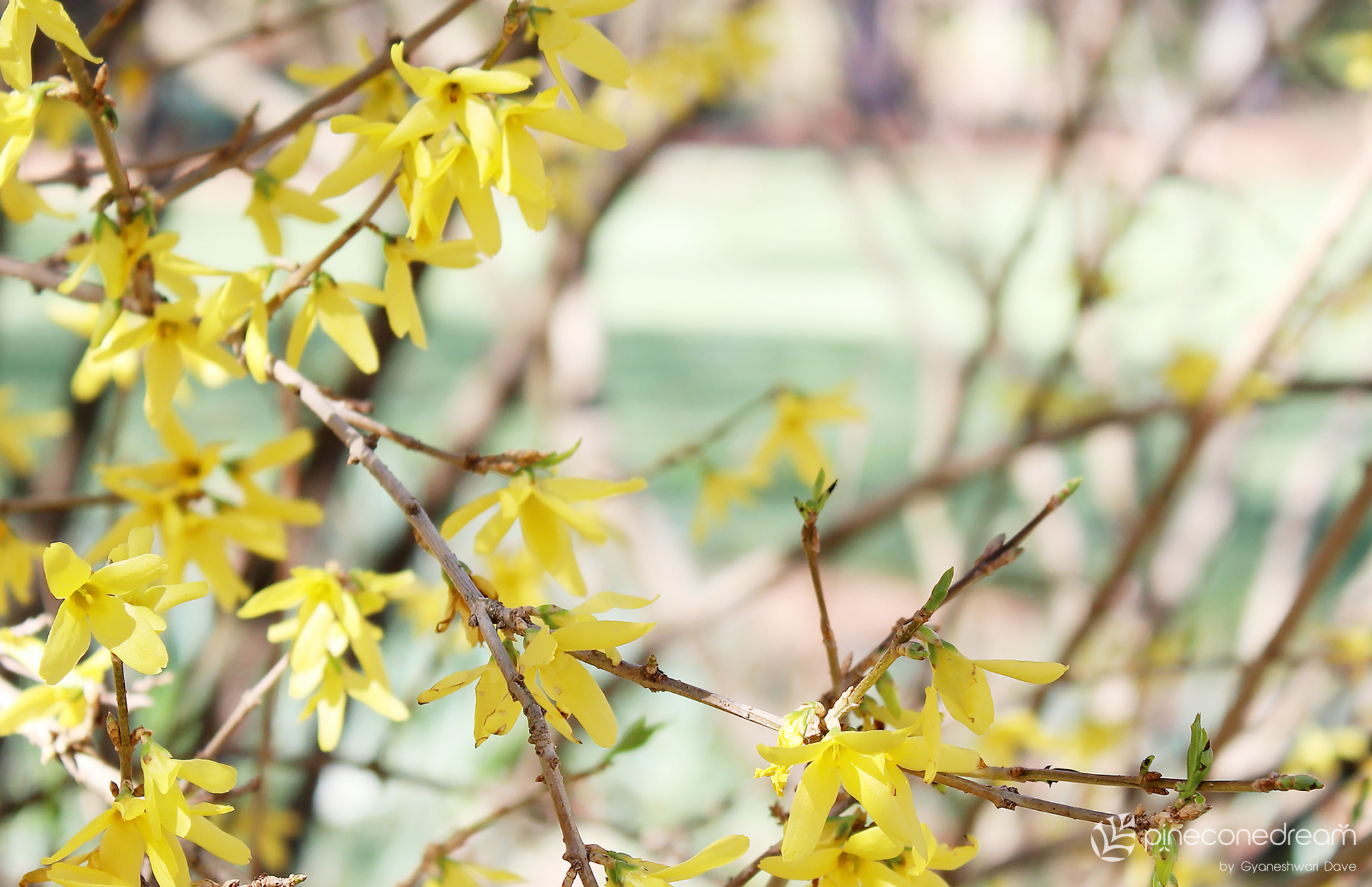 Forsythia Tree Branches