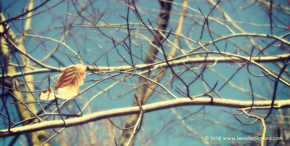 Dying leaf