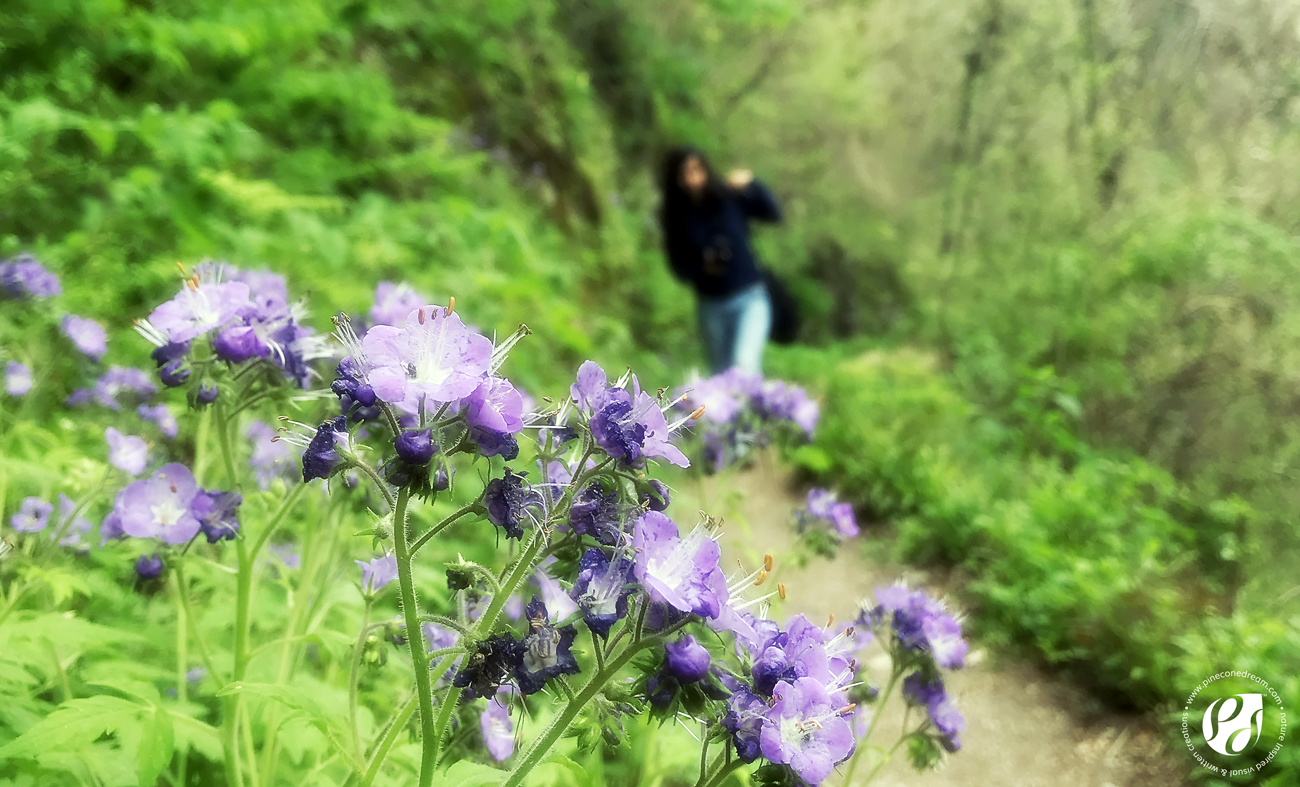 32 Amazing Spring Wildflowers I spotted at Smoky Mountains, and an Overwhelming Epiphany