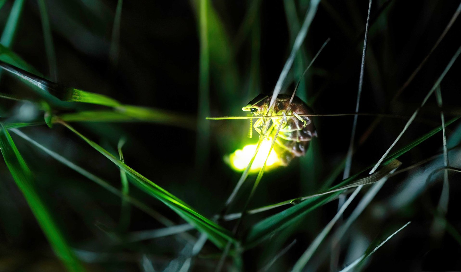 A Lit Up Meadow – A Poem about Fireflies