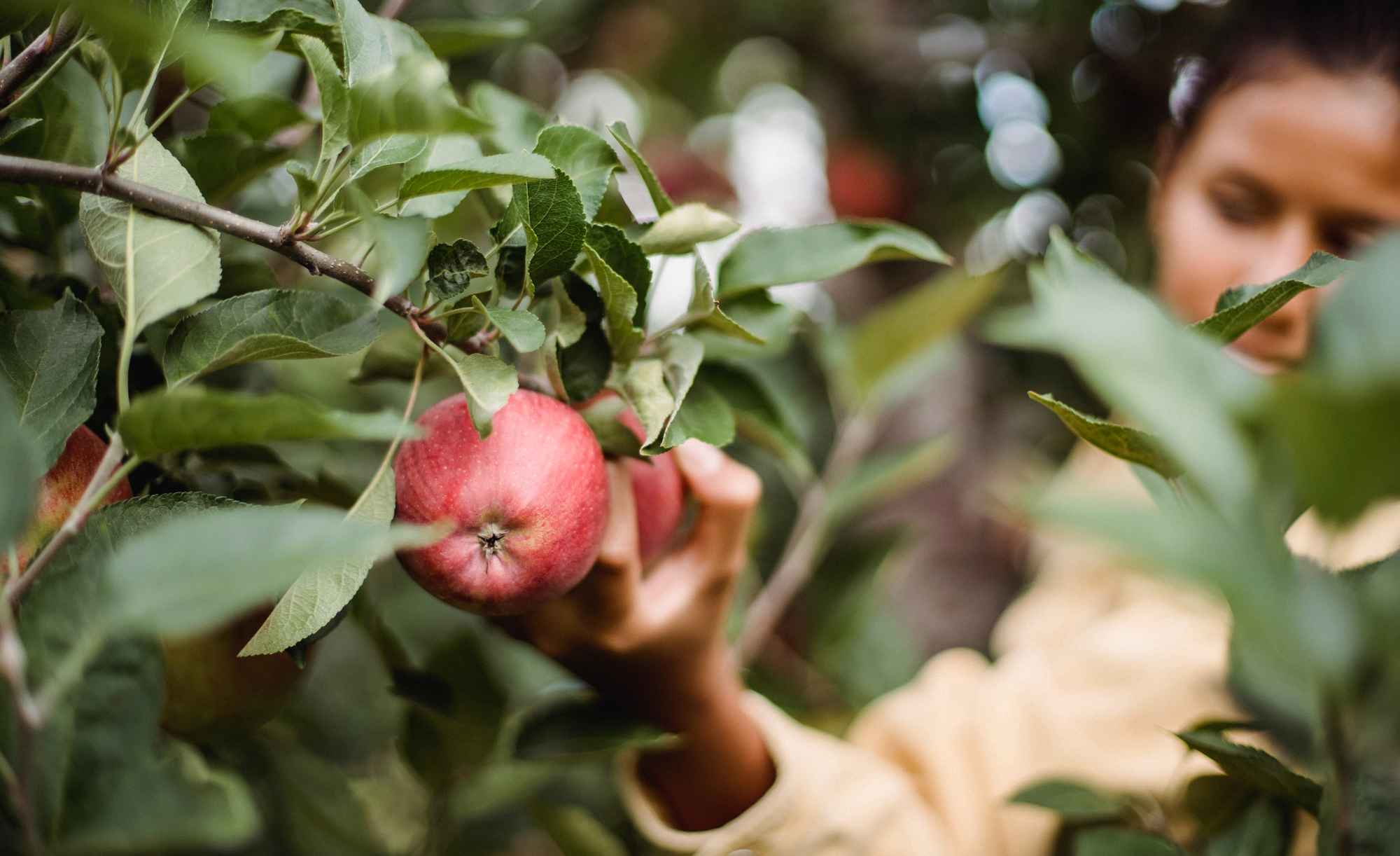 Environment, organic fruits