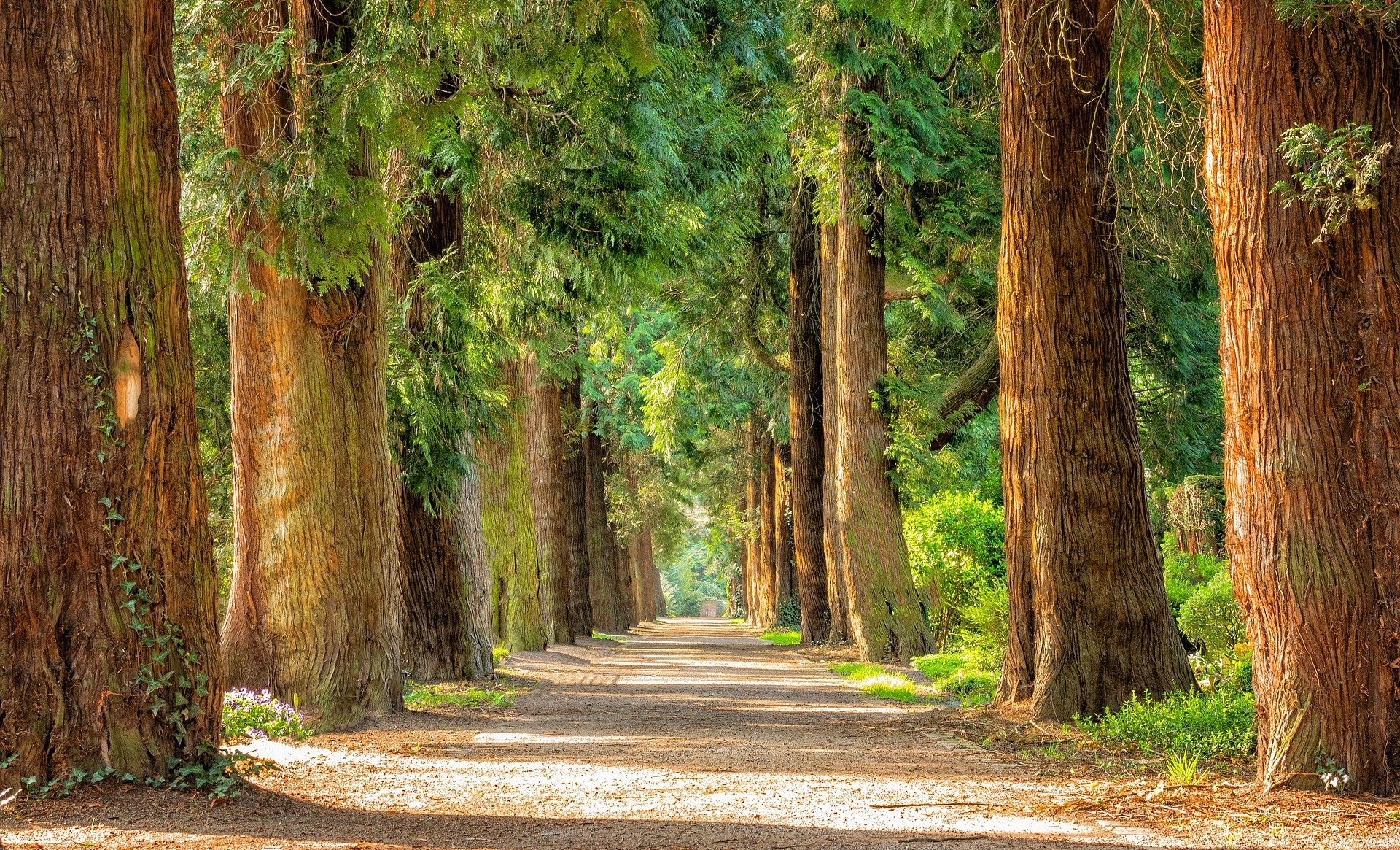 Aspiration – A Poem