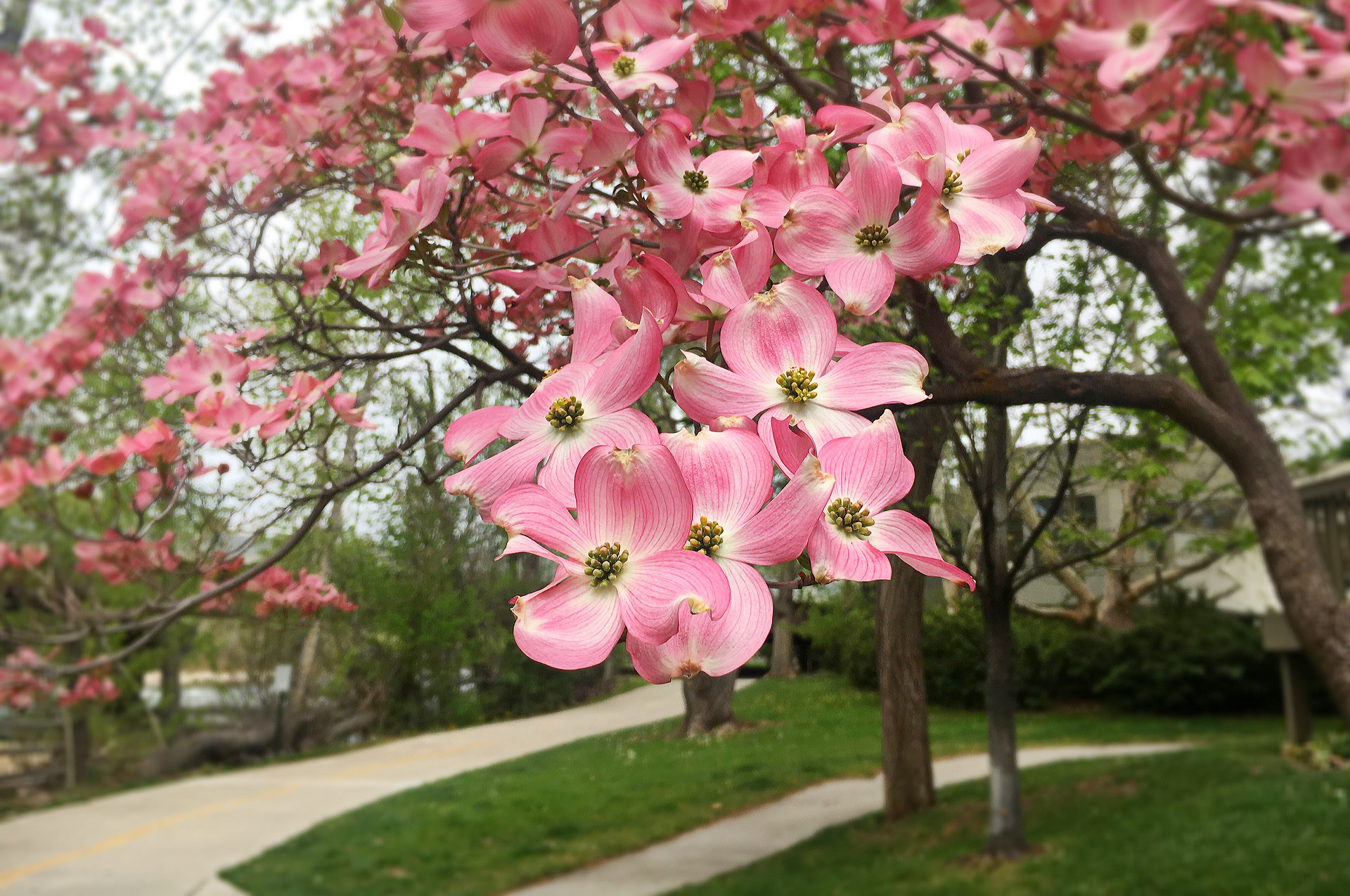 A Dogwood Tree & Those Who Are Hoping For Its Appointment with an Arborist to Get Cancelled