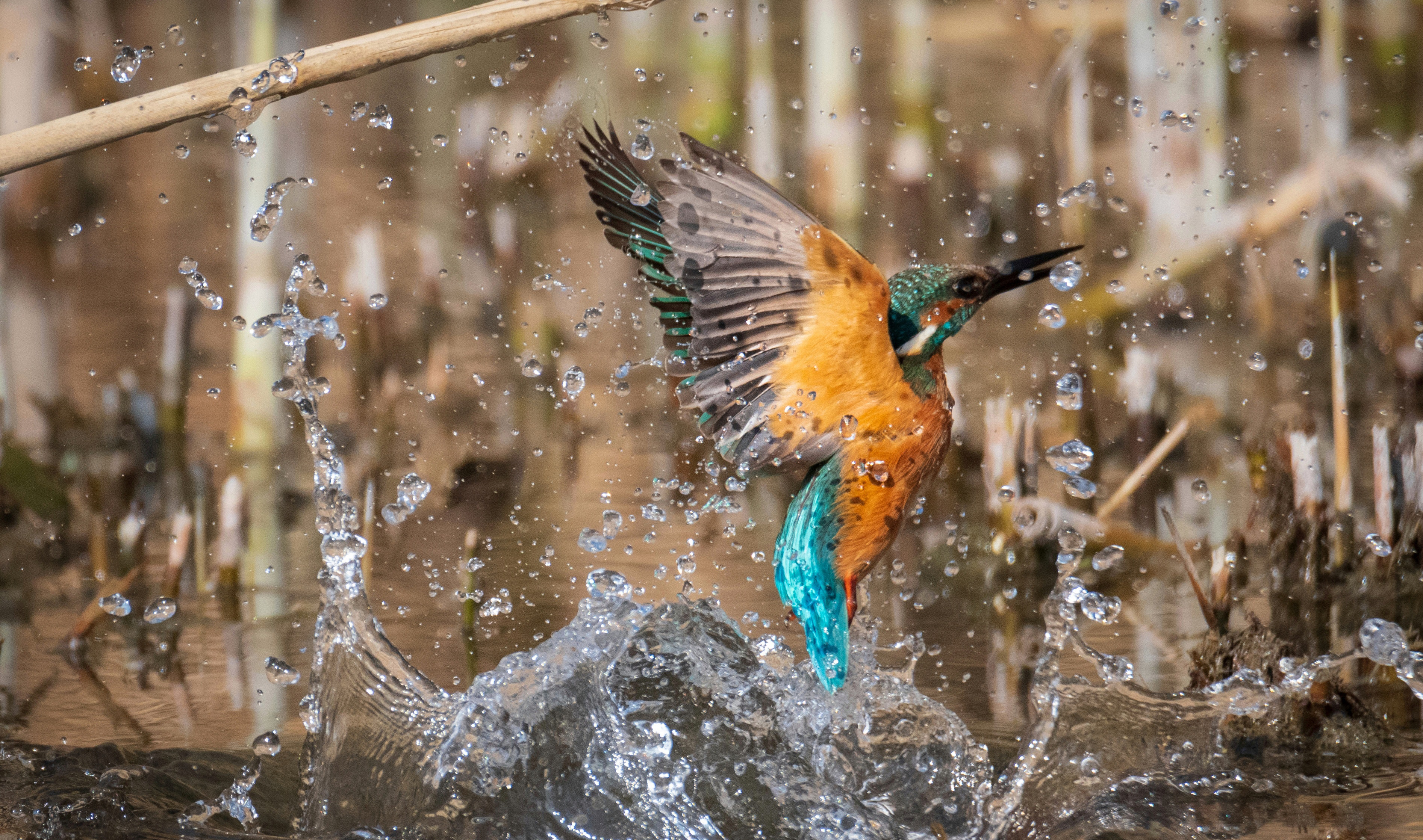 Biomimicry and an Elegant Engineering Lesson in Speed & Design from a Flying Jewel, Kingfisher
