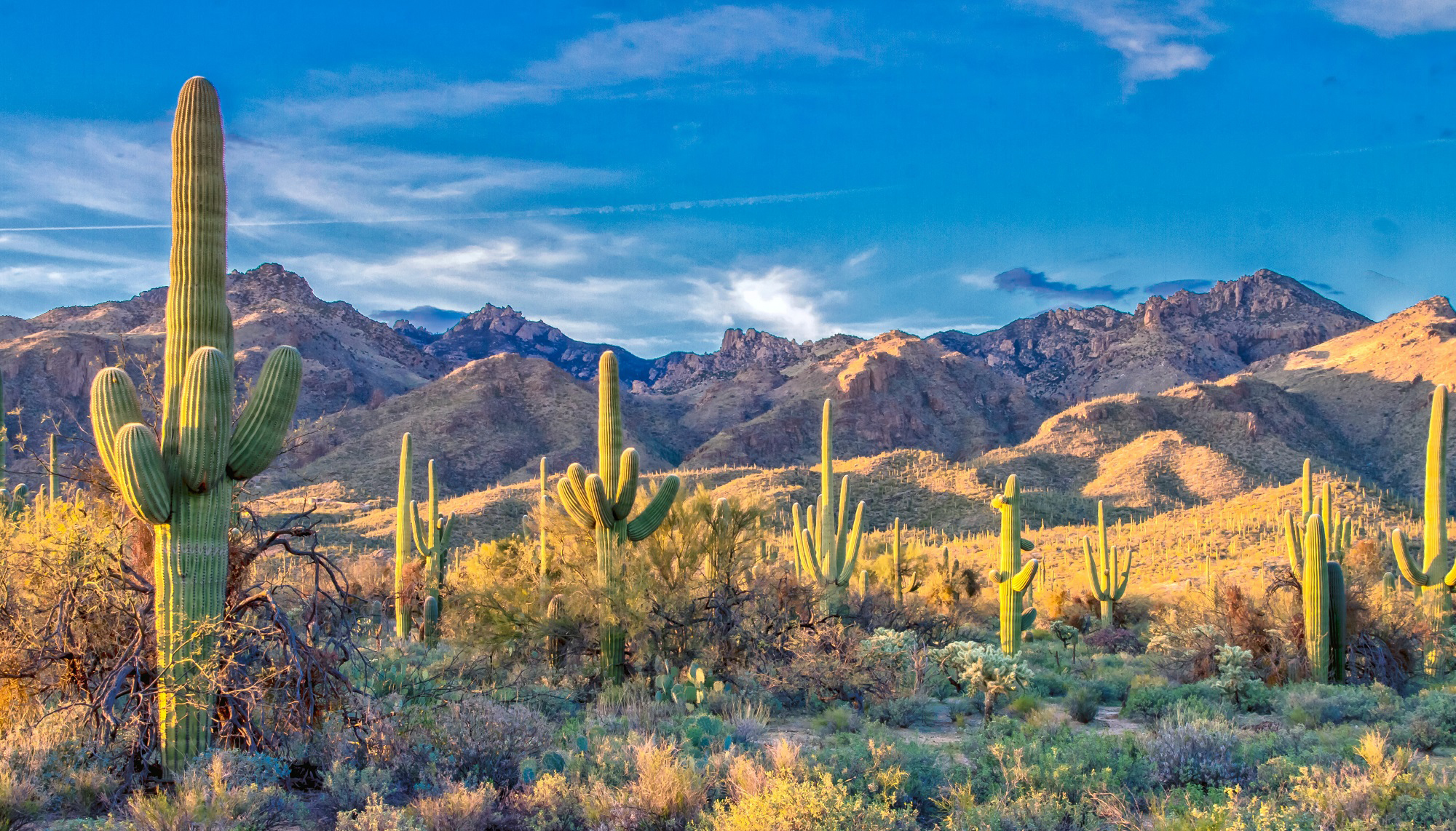 Saguaro Cactus, Gila Woodpeckers, and A Poem – A Wide Open Arizona Road