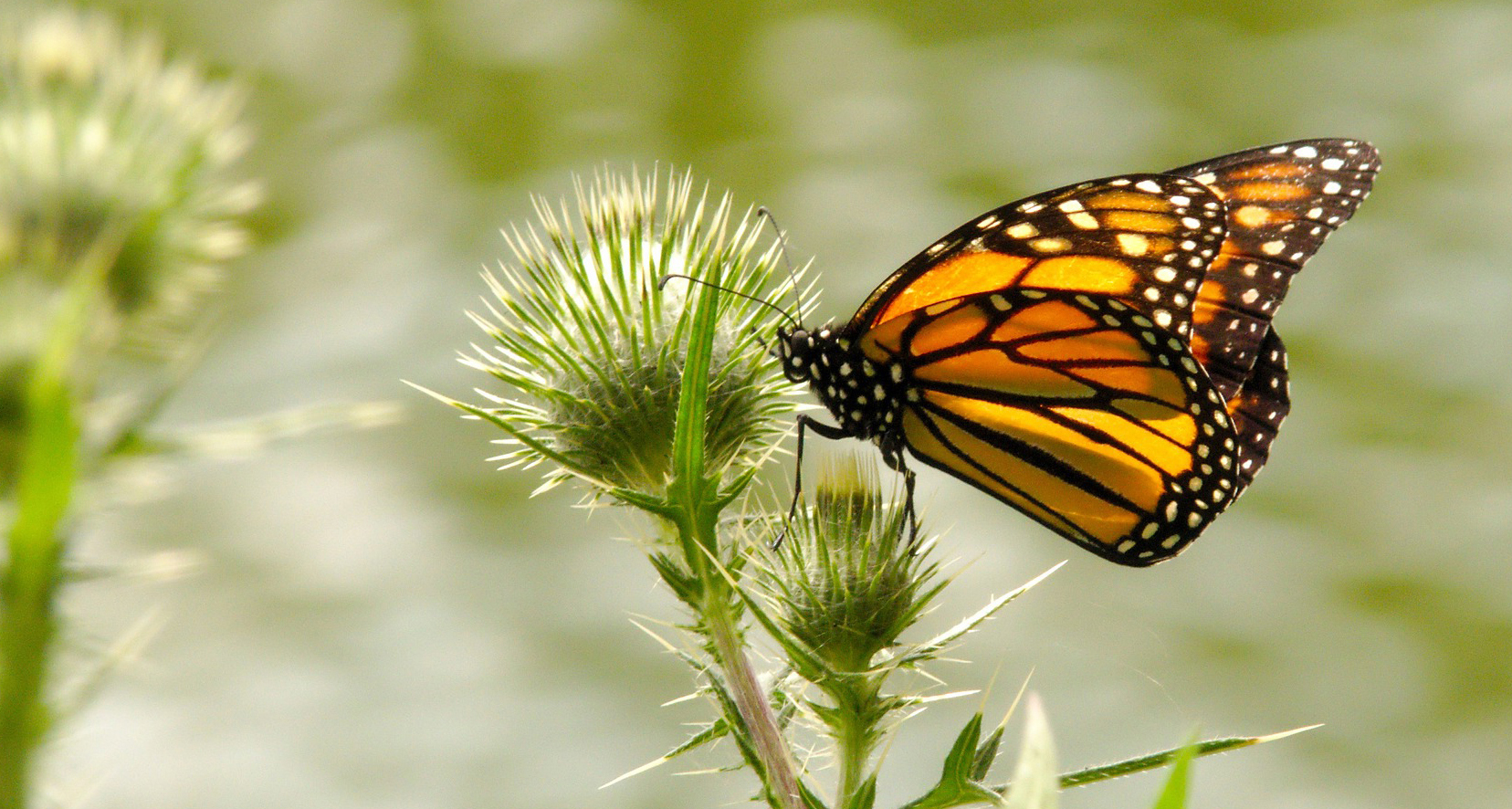 The Monarch – A Poem About the Monarch Butterflies