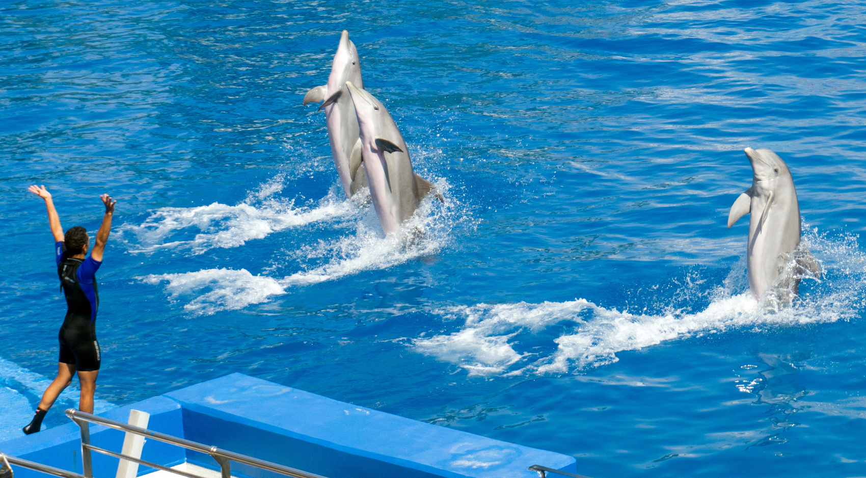 A Poet at a Dolphin Show – A Poem