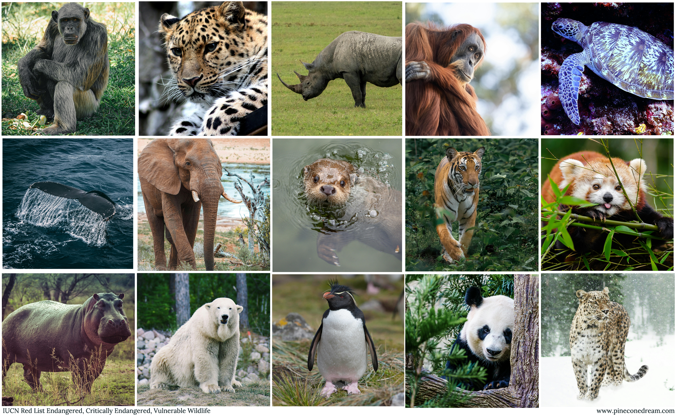 An Interview with Endangered Wildlife Poet Anthony Lovell & A Guest Poem for The One Million Poetry