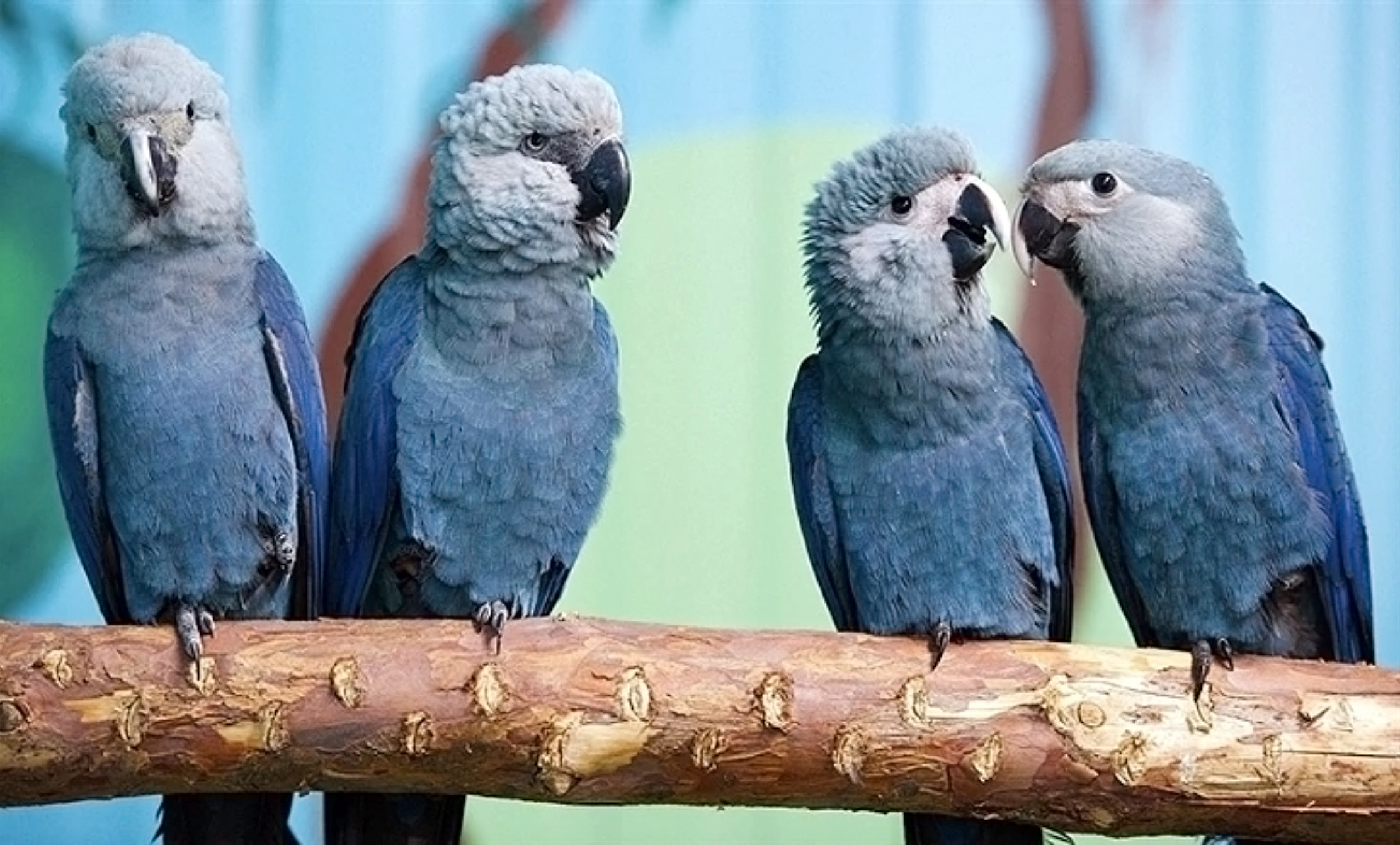 The Ever Vulnerable Existence of Spix’s Macaws & a Poem – The Home Sky